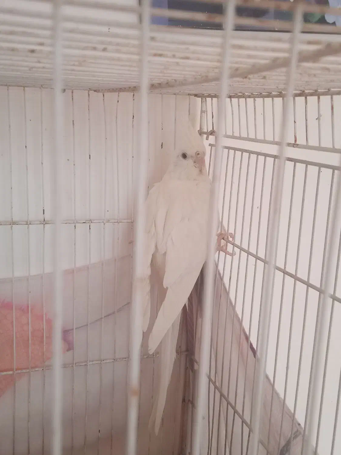 عروس هلندی|پرنده|سیدآباد, |دیوار