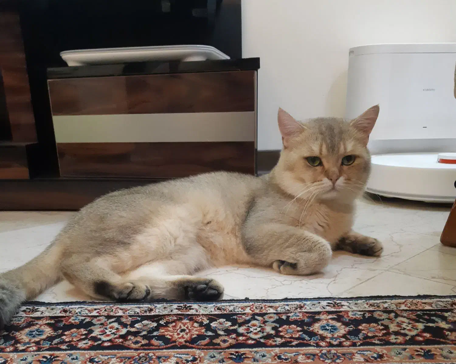 بریتیش گلد نر (جفتگیری)|گربه|تهران, باغ فیض|دیوار