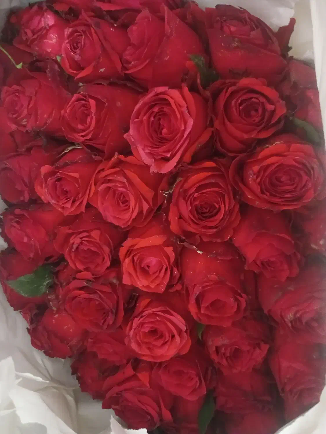 گل رز هلندی|گل و گیاه طبیعی|شیراز, کوشک میدان|دیوار