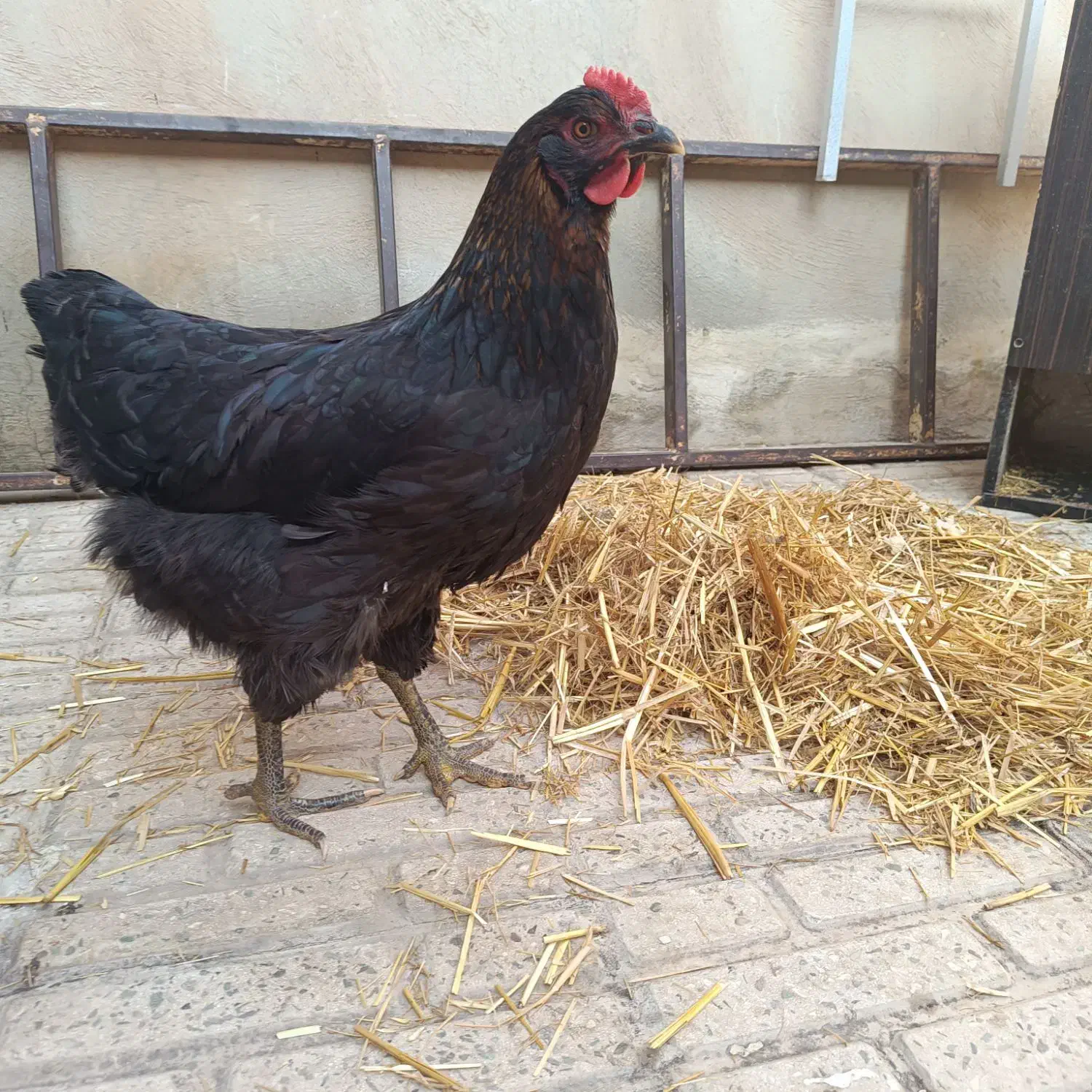 مرغ سیاه محلی تخم گزار|حیوانات مزرعه|الوند, |دیوار