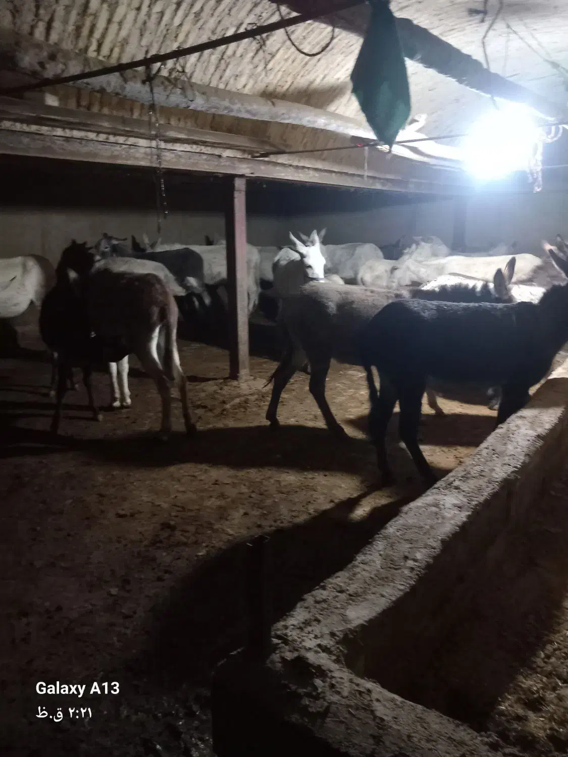 شیر خر|خوردنی و آشامیدنی|میلاجرد, |دیوار