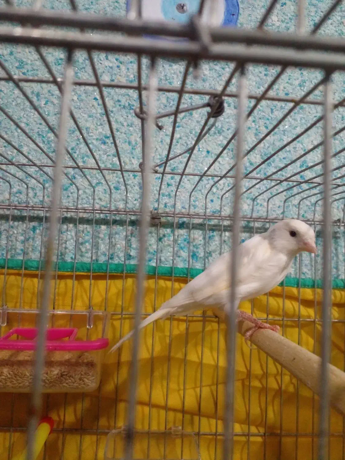 قناری سفید|پرنده|خورموج, |دیوار