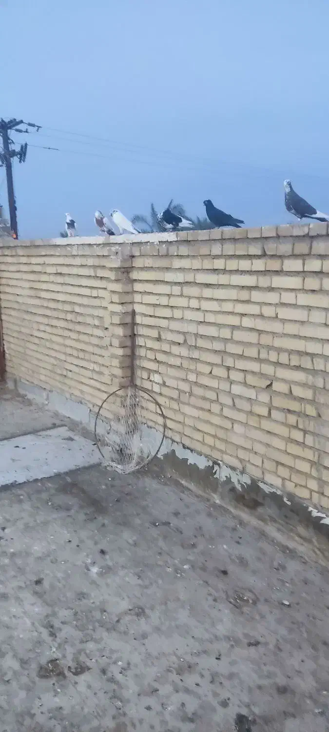 یه دم سرخ و پا بلند کبوتر درجه یک بقیه همه نر|پرنده|کارون, |دیوار