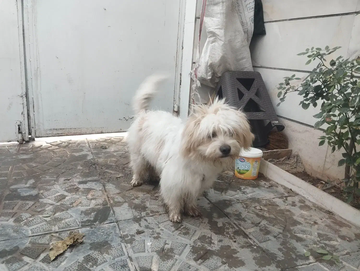 سگ شیتزو تریر نر|سگ|نظرآباد, رسالت|دیوار