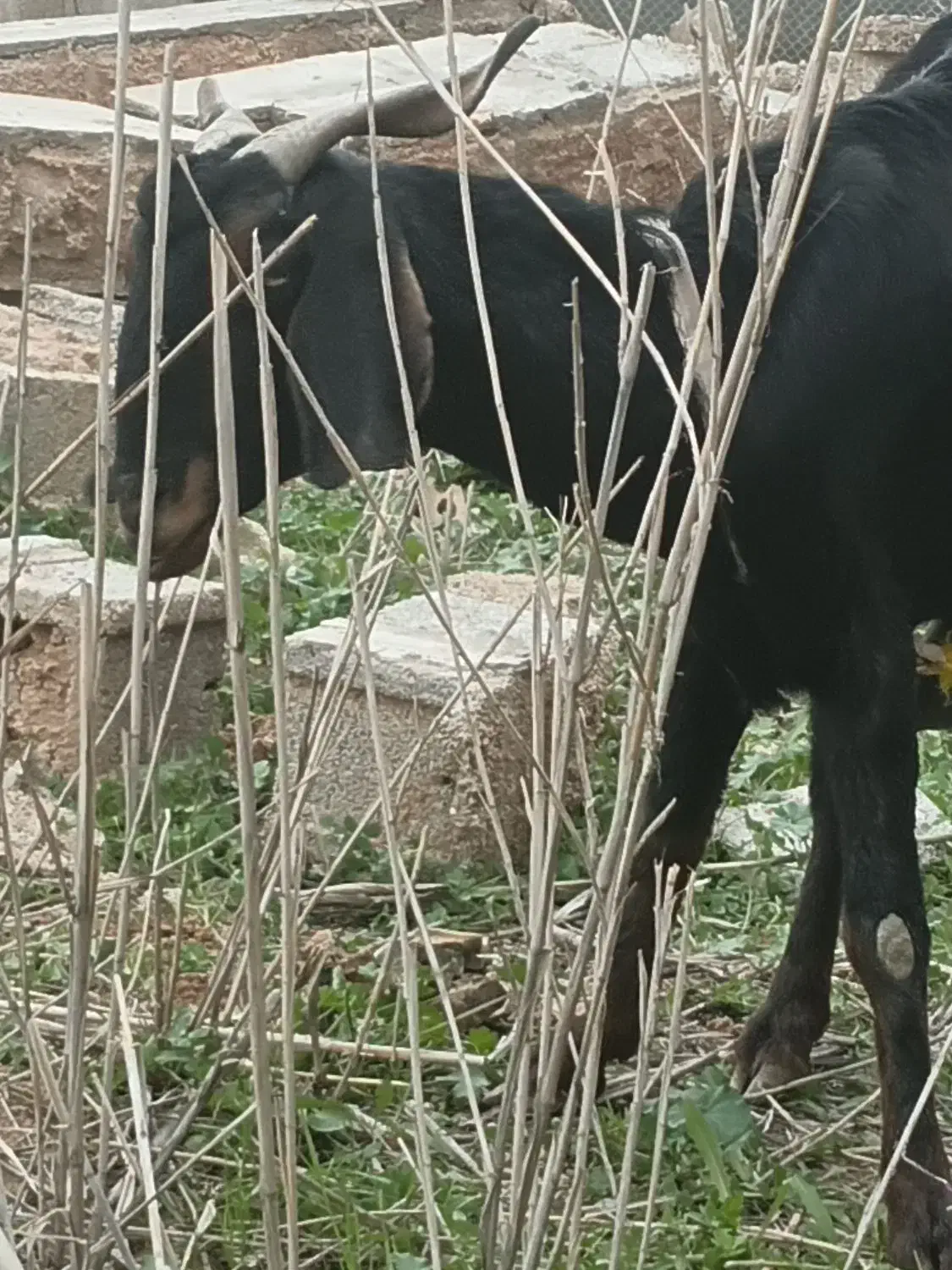 بز ابستن|حیوانات مزرعه|امیدیه, |دیوار