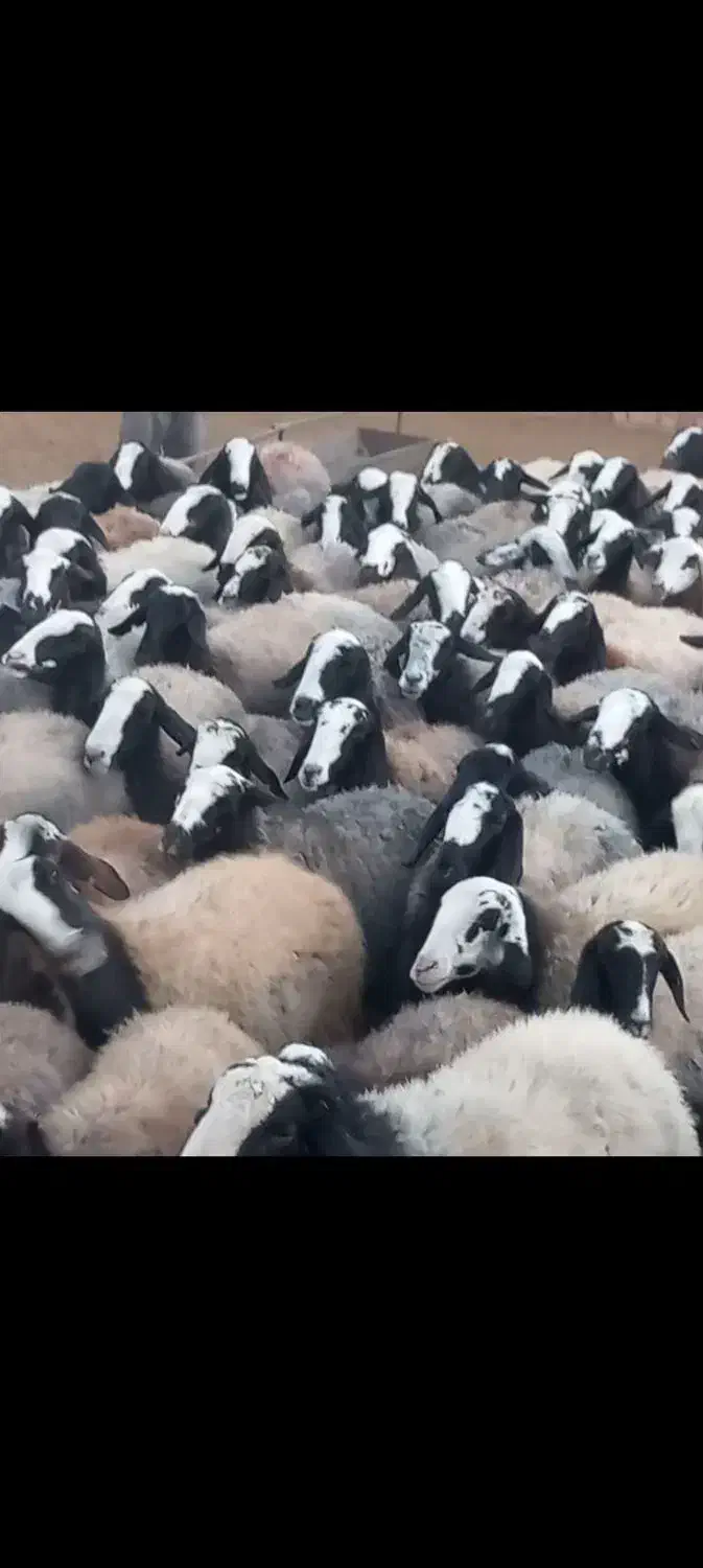 ۱۲۰ راس شیشک میش شال هیکلی درشت آبستن سنگین|حیوانات مزرعه|بوئین زهرا, |دیوار