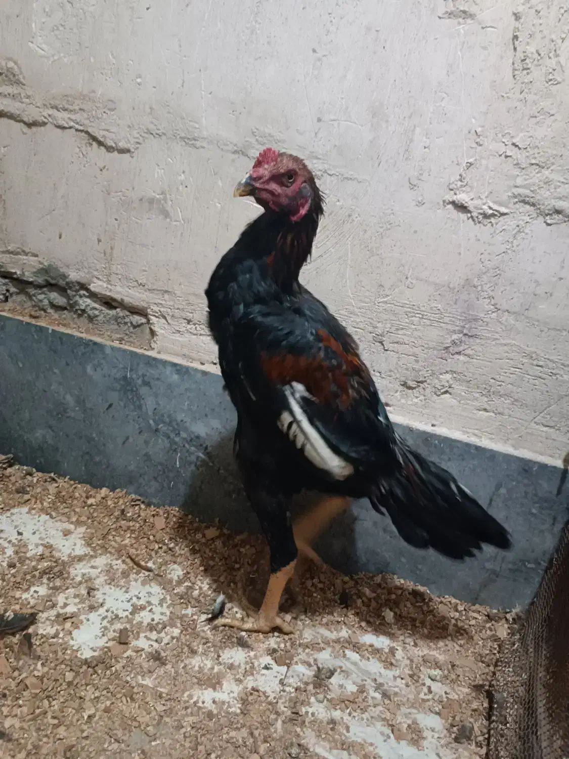 سه عدد جوجه لاری|حیوانات مزرعه|مرند, |دیوار