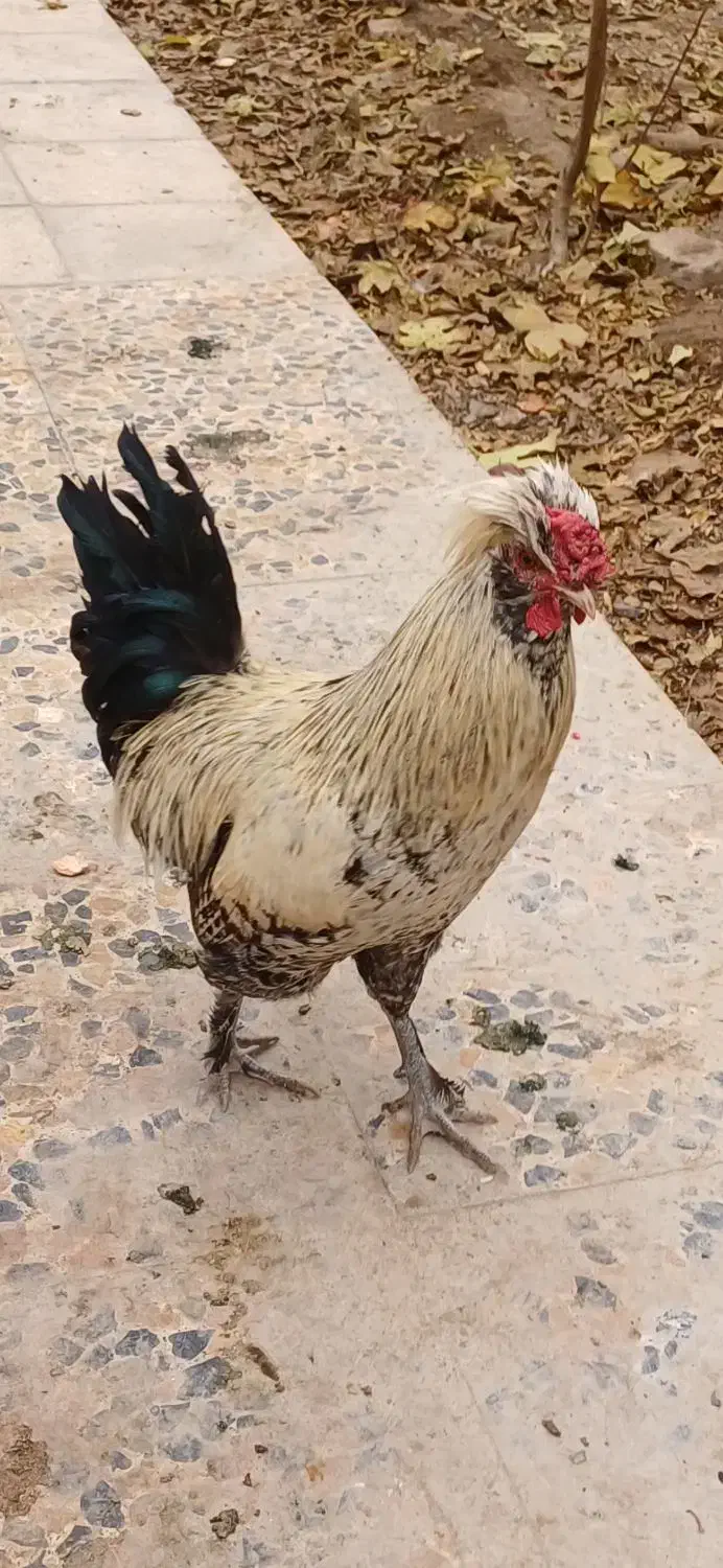 مرغ و خروس لهستانی|حیوانات مزرعه|کهک, |دیوار