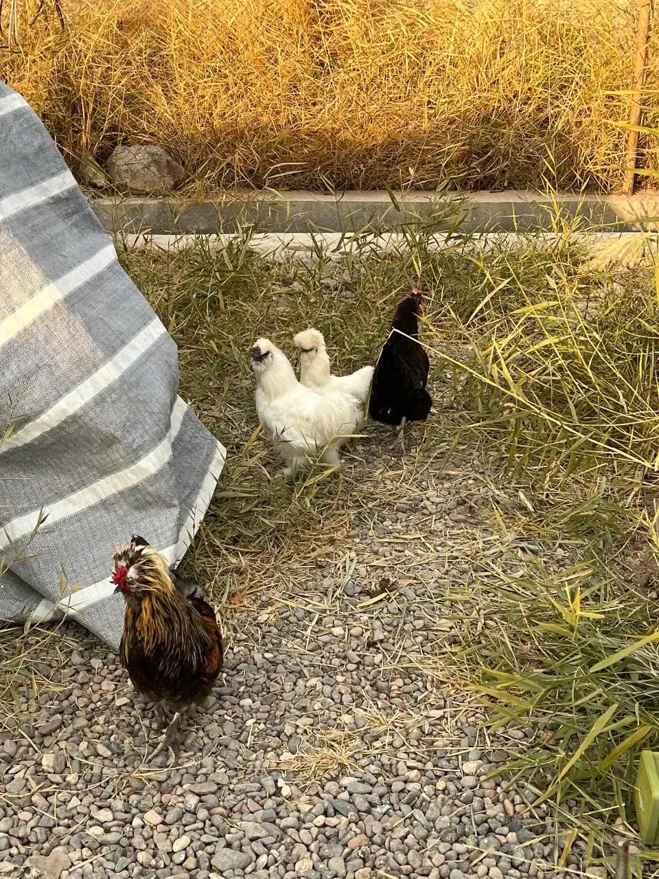 مرغ و خروس مینیاتوری|حیوانات مزرعه|میانه, |دیوار