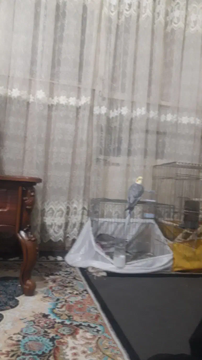 عروس هلندی سخنگو و باهوش|پرنده|رباطکریم, شترخوار|دیوار