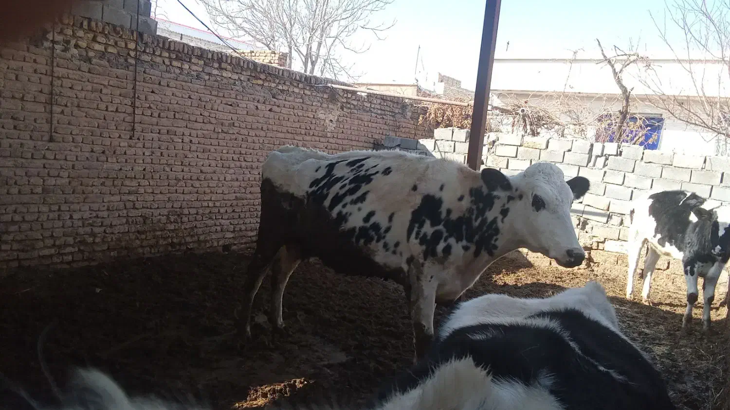 گاو|حیوانات مزرعه|نصر آباد, |دیوار