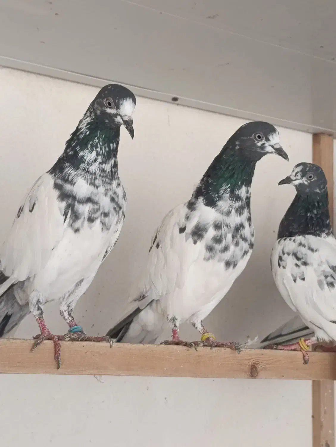 کبوتر ساعت سنگین|پرنده|رشت, تازه آباد|دیوار