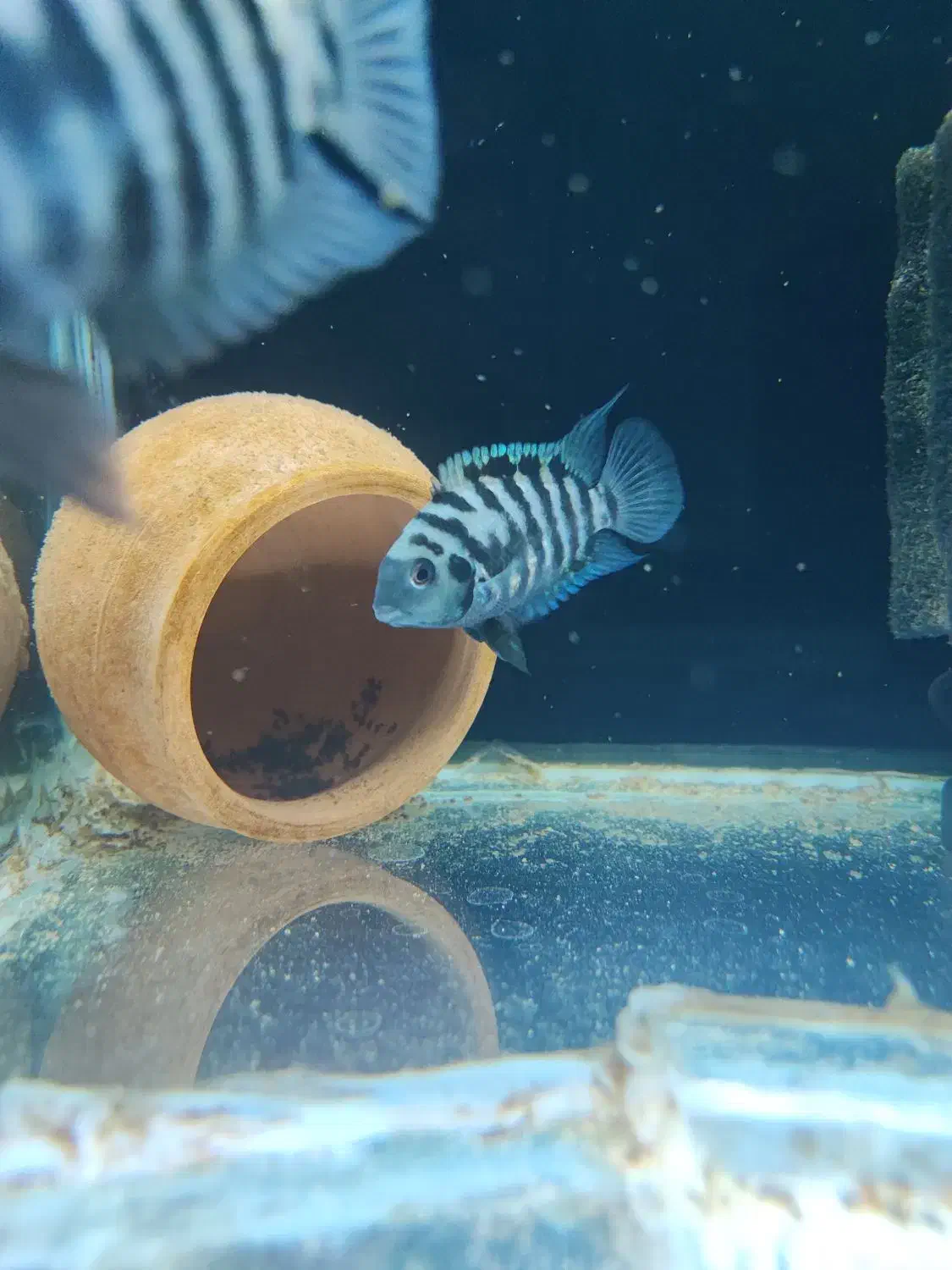 جفت مولد سیچلاید گورخری|ماهی|خوی, |دیوار