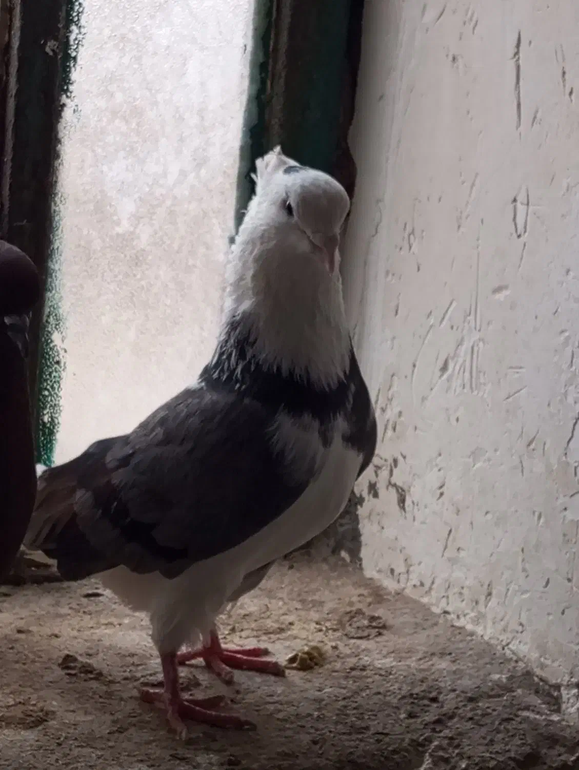 کبوتر|پرنده|چگنی, |دیوار