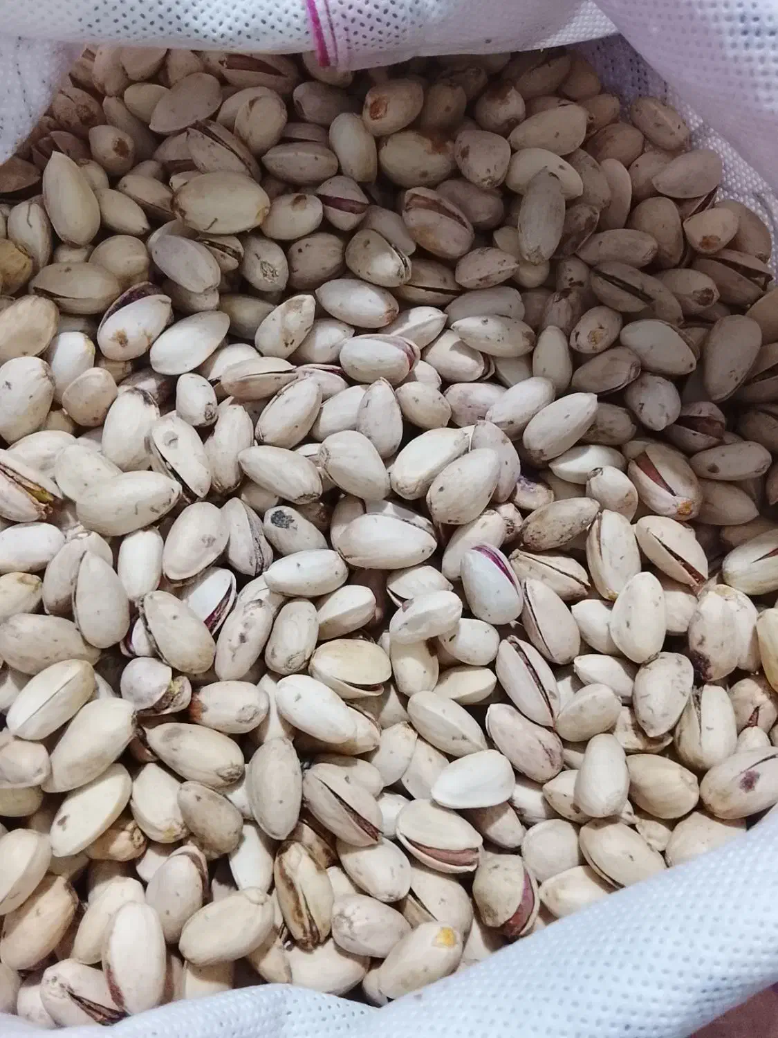 پسته|خوردنی و آشامیدنی|تربت جام, شهرک معلم|دیوار