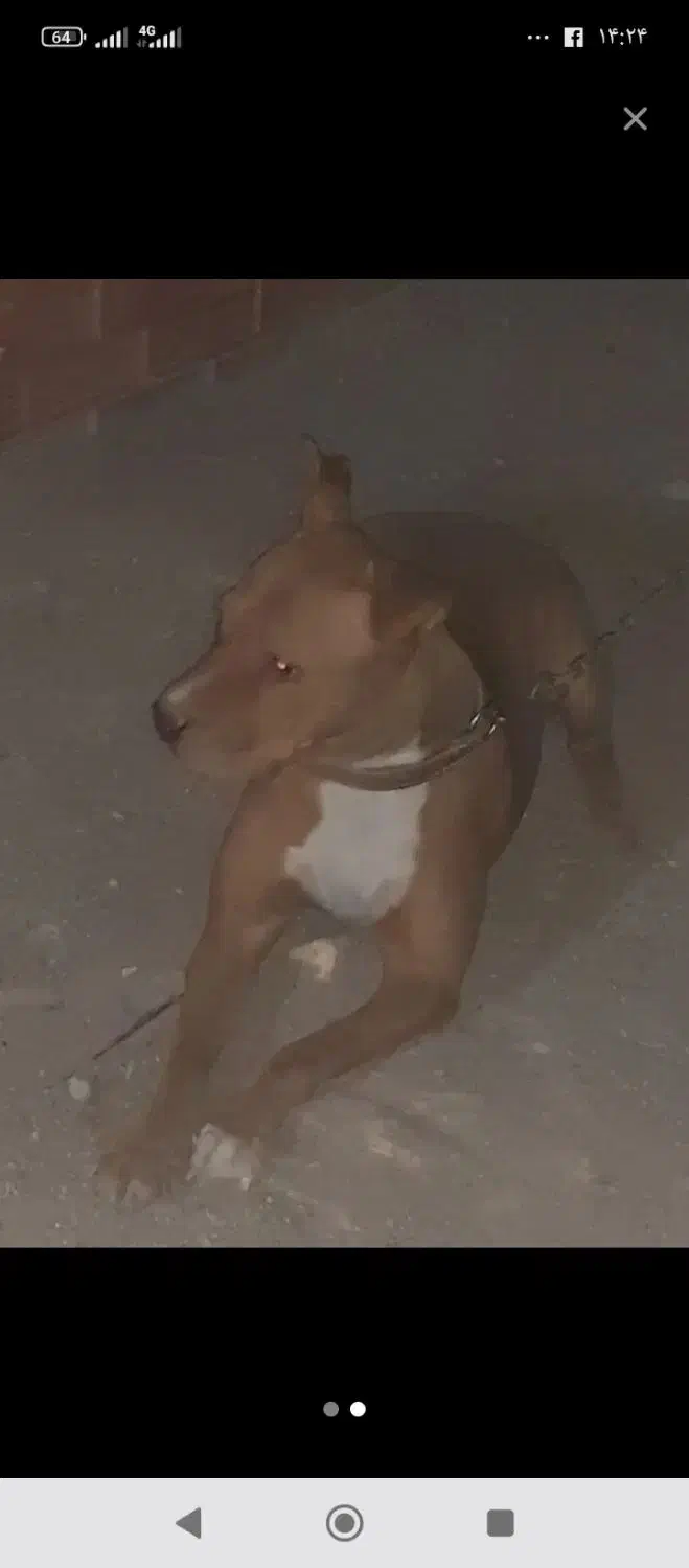 واگذاری سگ پیت بول ماده حامله قیمت توافقی|سگ|کرمان, |دیوار