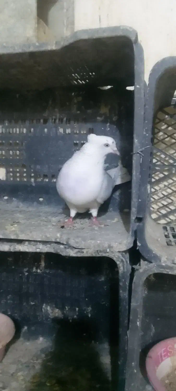 سلام ۳جفت کبوتر به فروش میرسد|پرنده|شاهرود, |دیوار