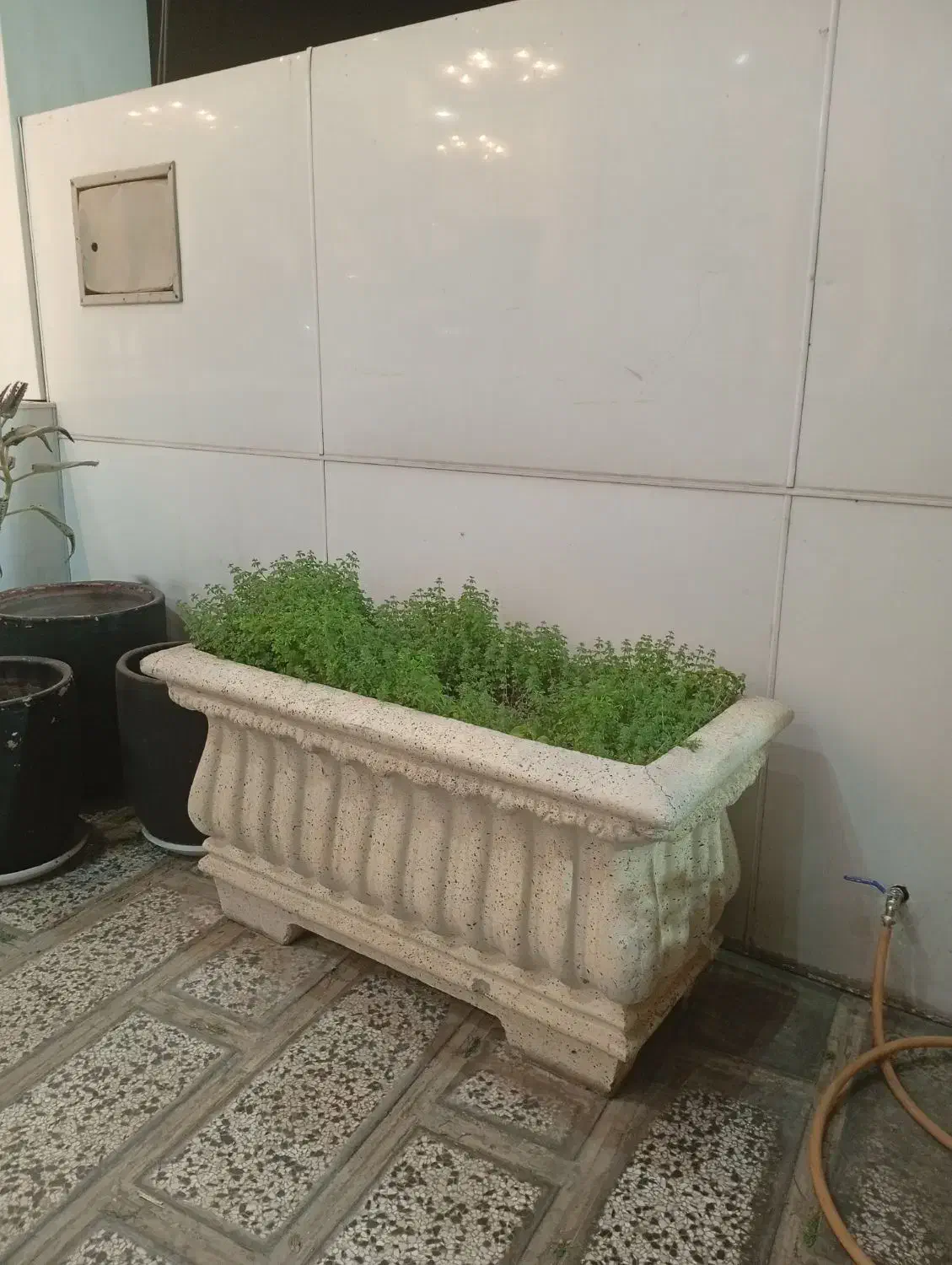 گلدان سیمانی|گل و گیاه طبیعی|کرج, چمران|دیوار