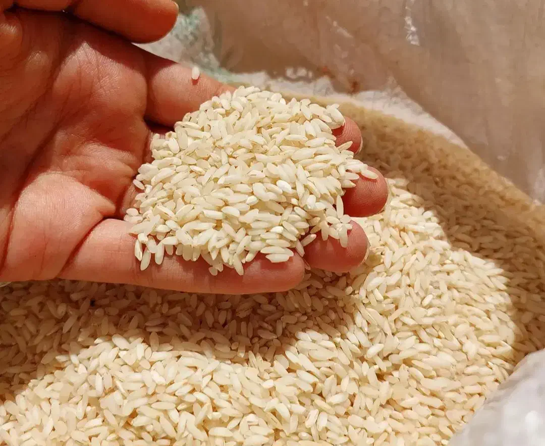 برنج گیلان مازندران/ عمده تناژ/ هاشمی طارم صدری|خوردنی و آشامیدنی|تهران, فلسطین (میدان انقلاب)|دیوار