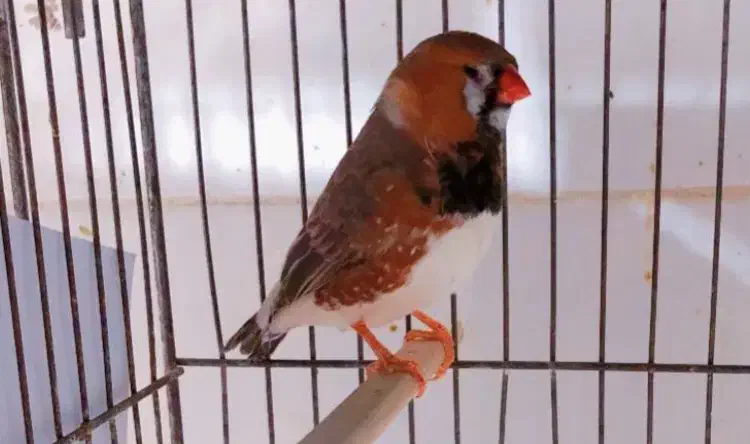 یک جفت فنچ جامبو اخمو مولد درشت|پرنده|تهران, سبلان (لشگر)|دیوار