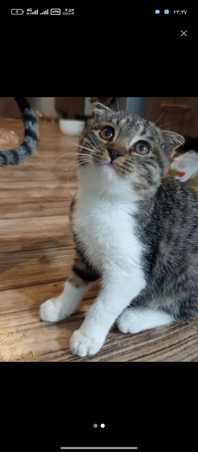 گربه اسکاتیش|گربه|خرمآباد, |دیوار