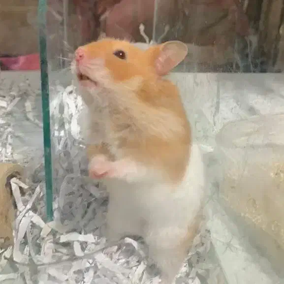 همستر مینجو|موش و خرگوش|بوشهر, |دیوار