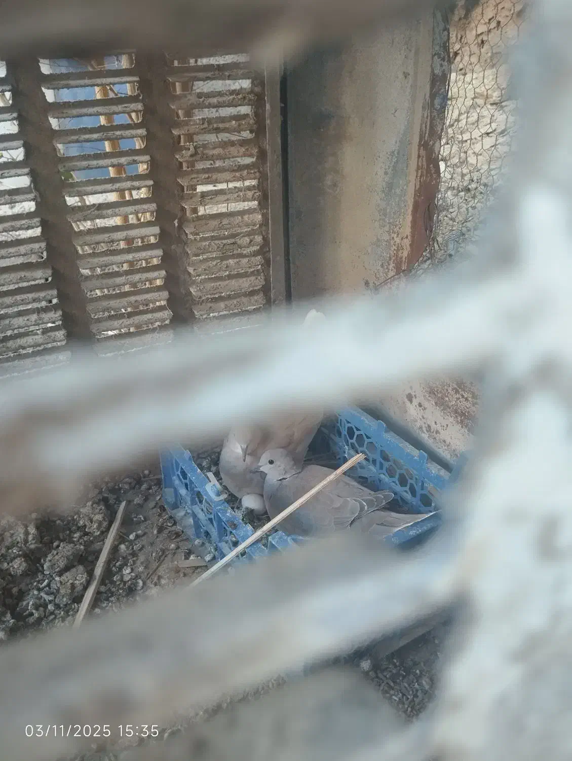 کپوت|پرنده|سراوان, |دیوار