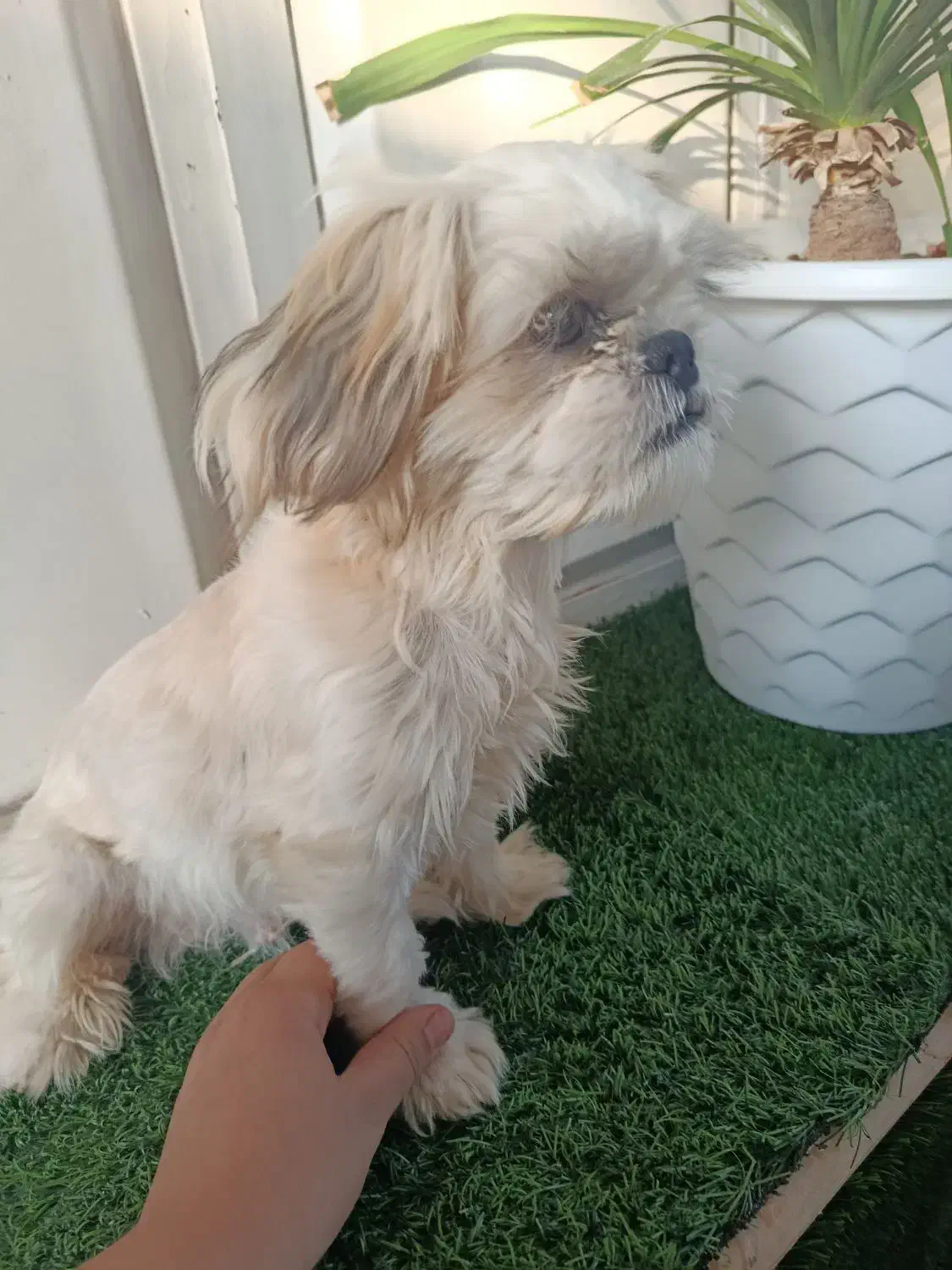 شیتزو فلت|سگ|مسجد سلیمان, |دیوار