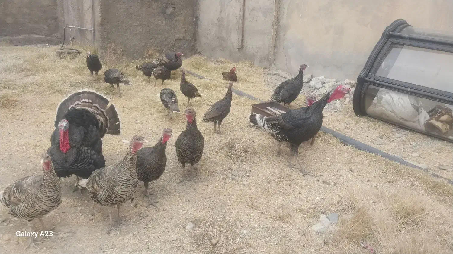 بوقلمو محلی|حیوانات مزرعه|سیلاخور, |دیوار