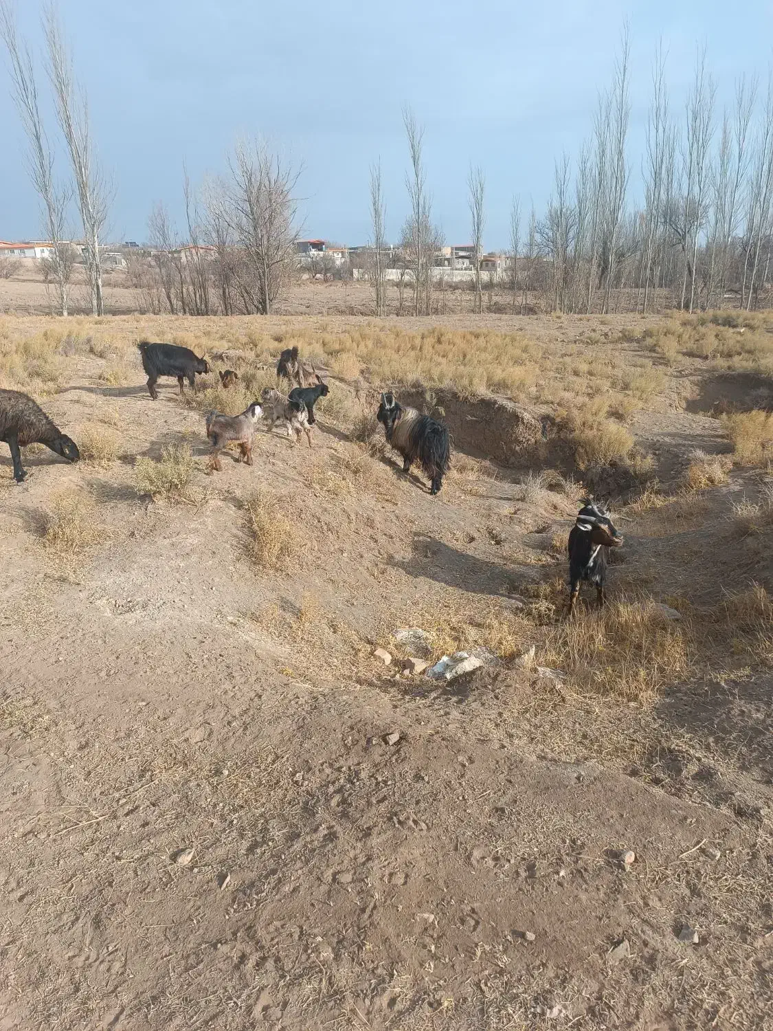 نر بز چاق|حیوانات مزرعه|خنجین, |دیوار