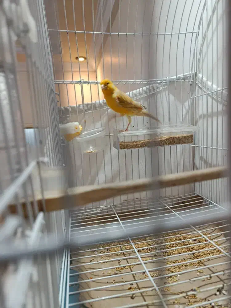 قناری نر اوپال قرص|پرنده|تهران, مینابی|دیوار