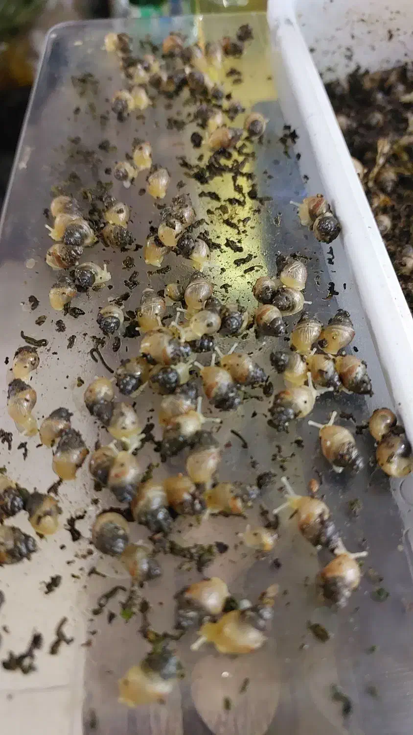 جوجه حلزون|خزنده|شاهین‌شهر, فدک|دیوار