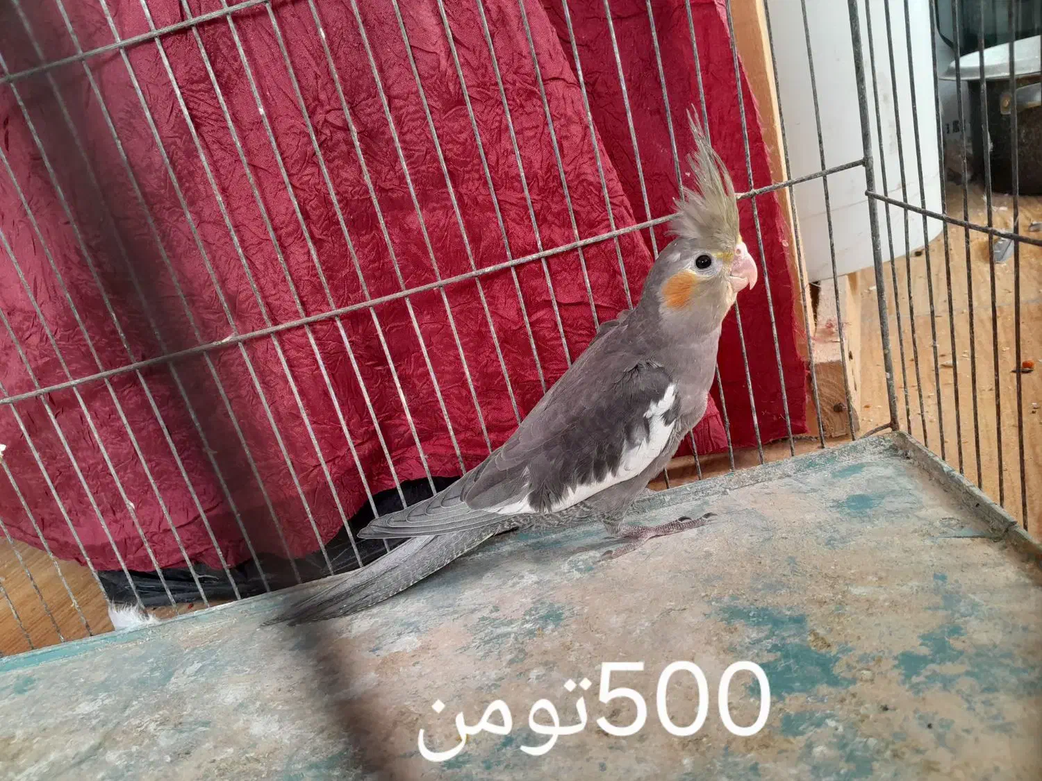 عروس هلندی|پرنده|لنگرود, |دیوار