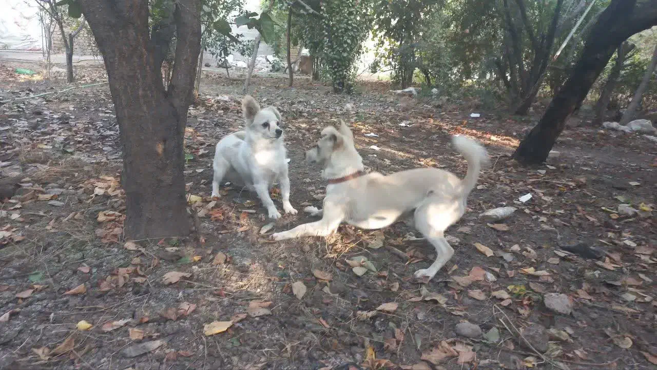 واگذاری سگ|سگ|علیآباد کتول, |دیوار