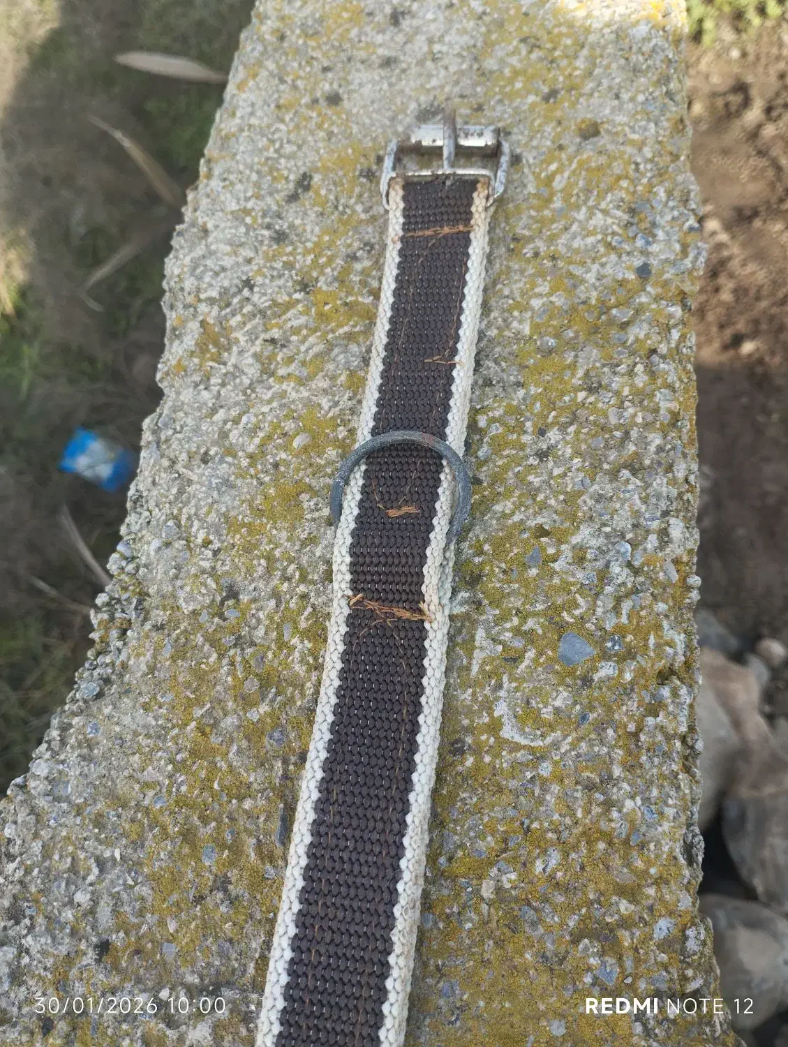 قلاده|لوازم جانبی حیوانات|آق قلا, |دیوار