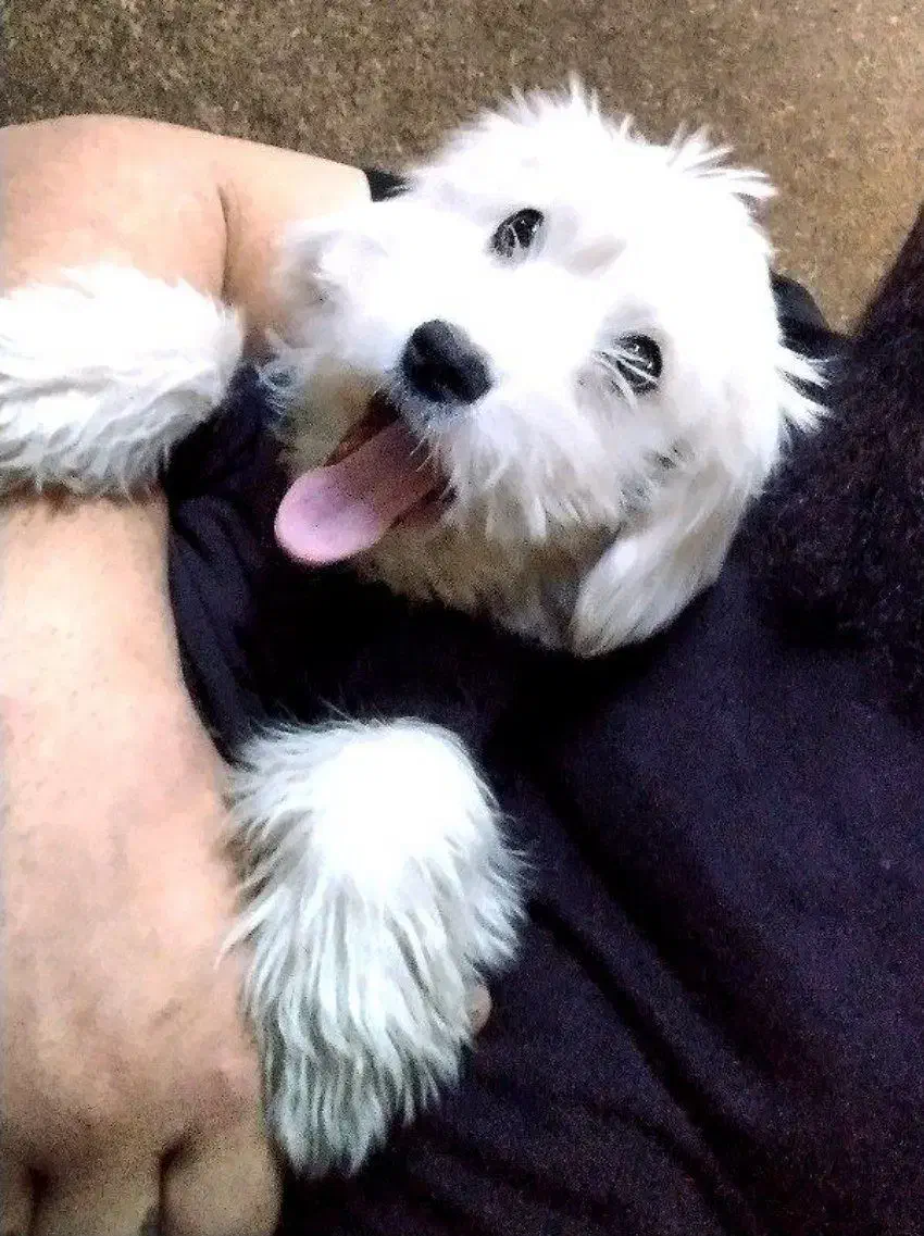 جا ب جایی محل کارم|سگ|چهاردانگه (تهران), |دیوار