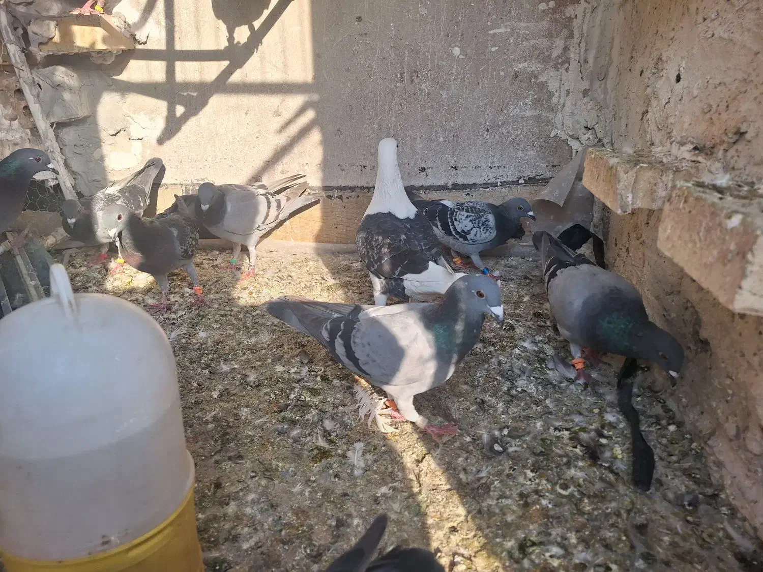 پلاکی|پرنده|اهواز, کوی ایثار|دیوار