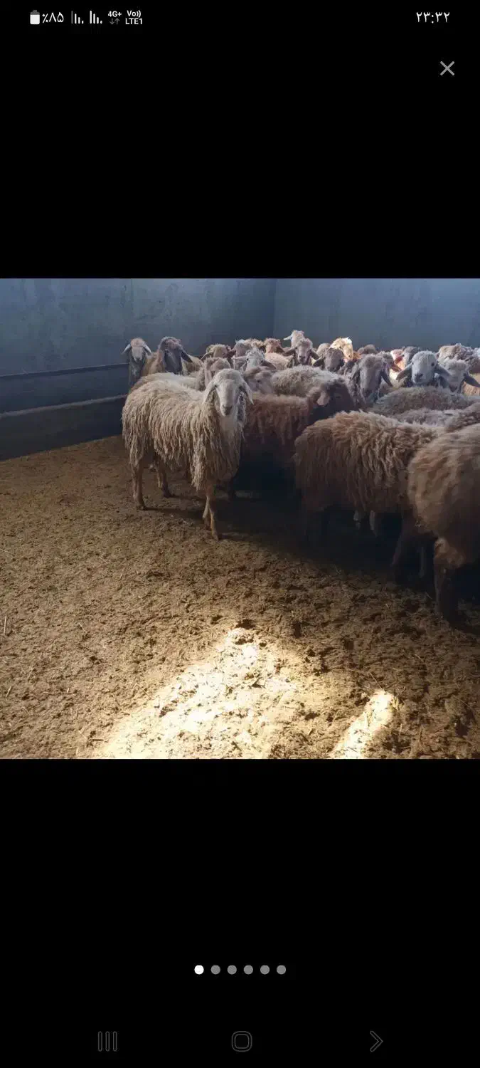 گوئن الرام|حیوانات مزرعه|ایجرود, |دیوار