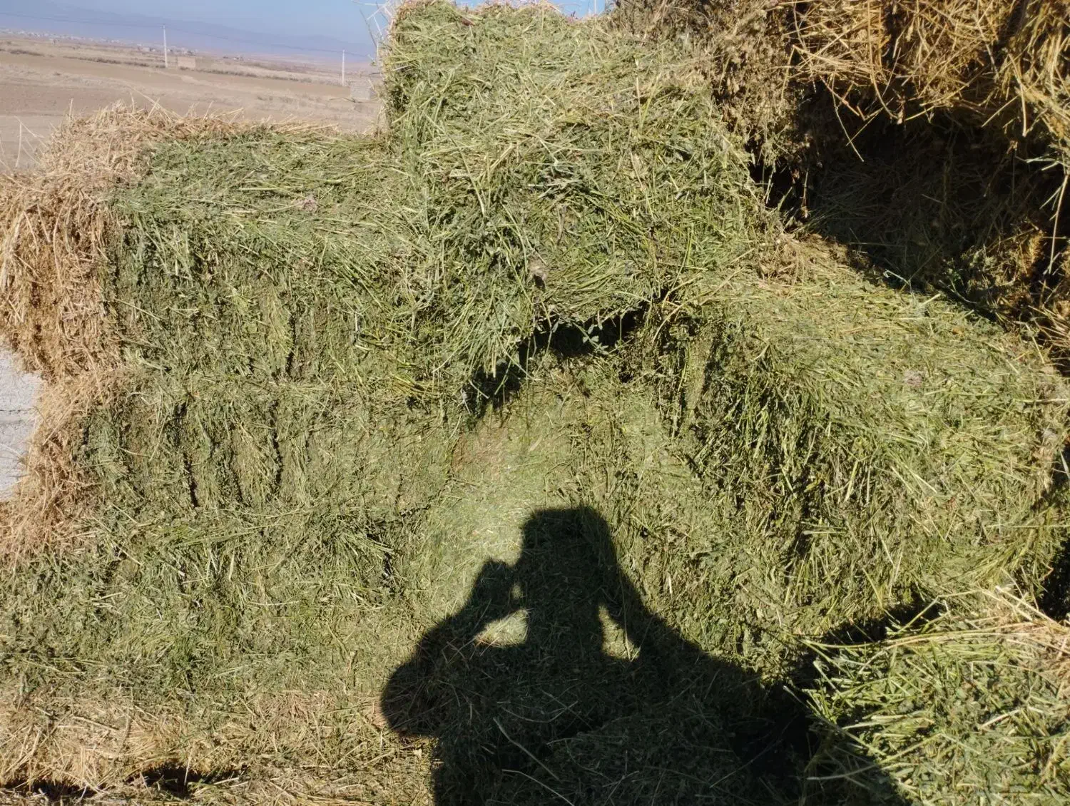 فروش یونجه چین یک ودو|خدمات باغبانی و درختکاری|هریس, |دیوار