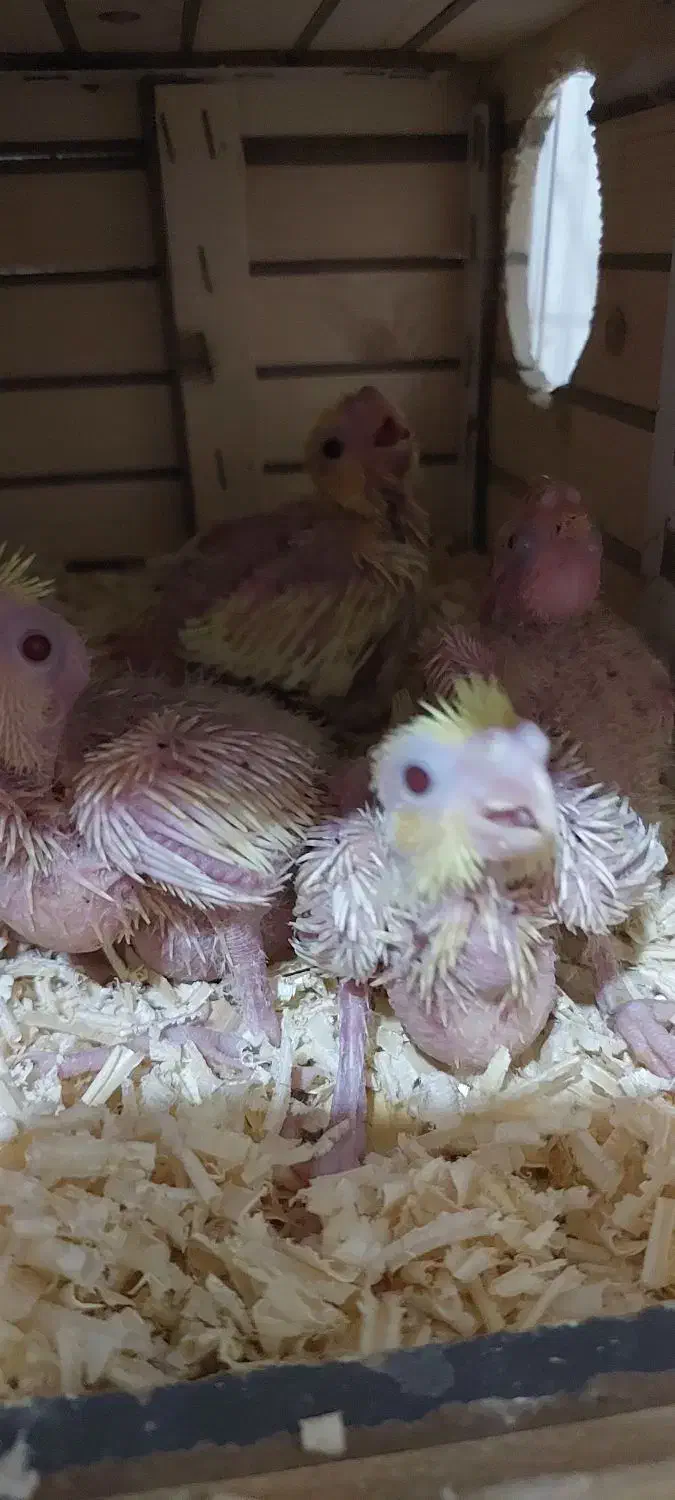 فروش جوجه عروس هلندی|پرنده|آبپخش, |دیوار