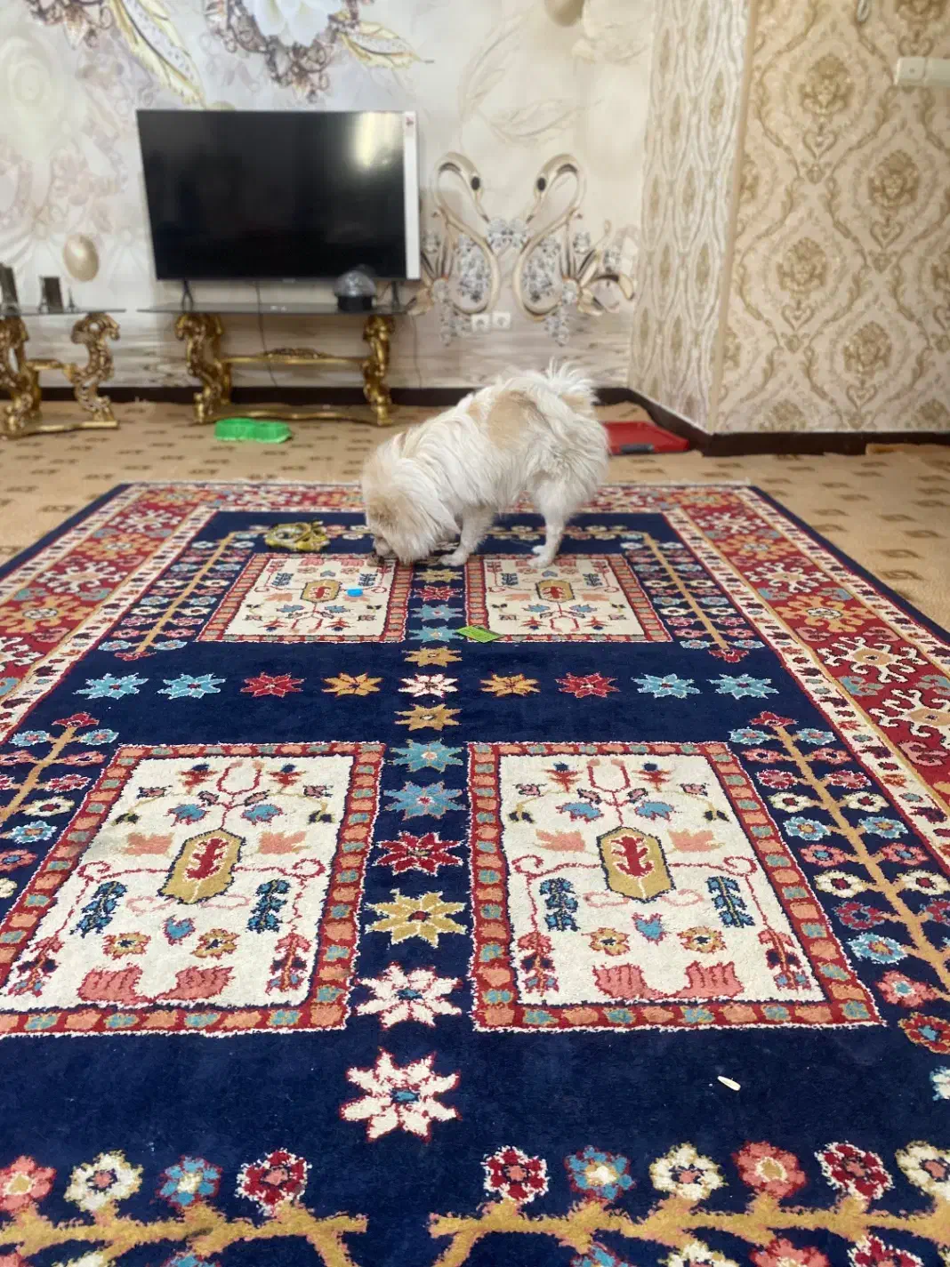 واگذری پامرجذاب|سگ|دوگنبدان, |دیوار