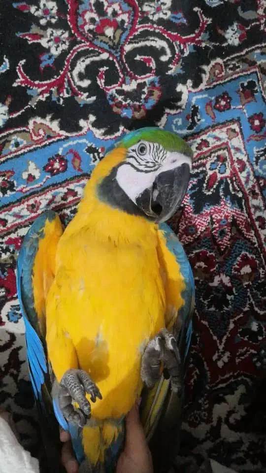 کاسکو ارا شاه طوطی ملنگو ارا راهب|پرنده|شیراز, تندگویان|دیوار