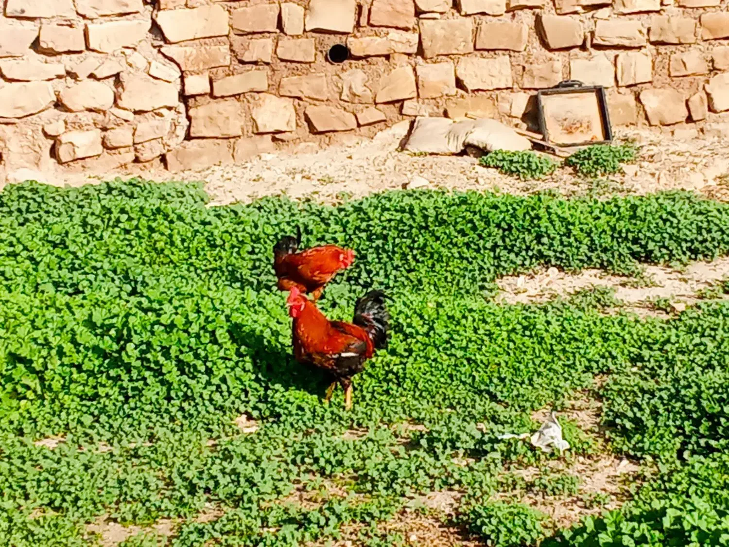 خروس ۱سال|خوردنی و آشامیدنی|مسجد سلیمان, |دیوار
