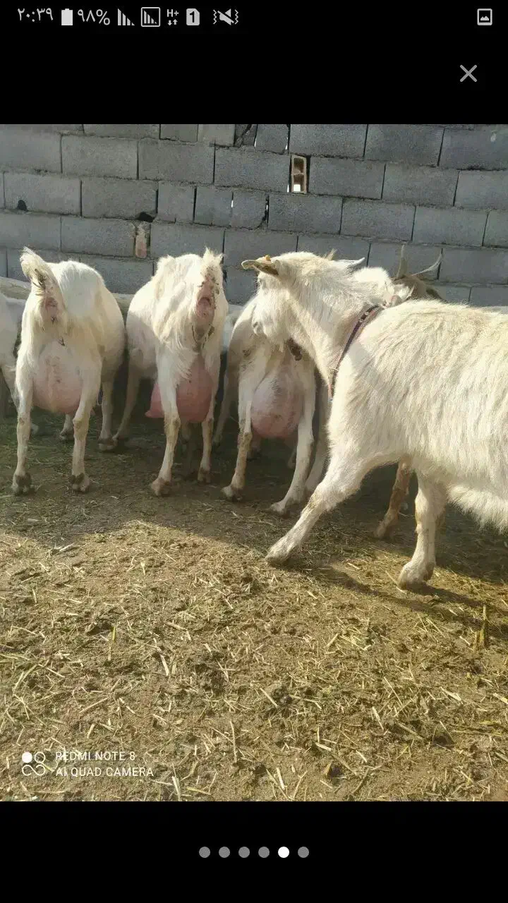 گمشده|حیوانات|مرند, |دیوار