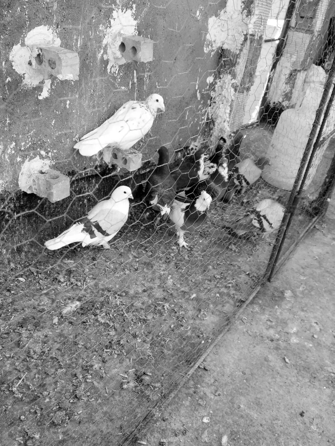 سلام تعداد ۹ عدد کفترگردن کلفت|پرنده|مشهد, چهاربرج|دیوار