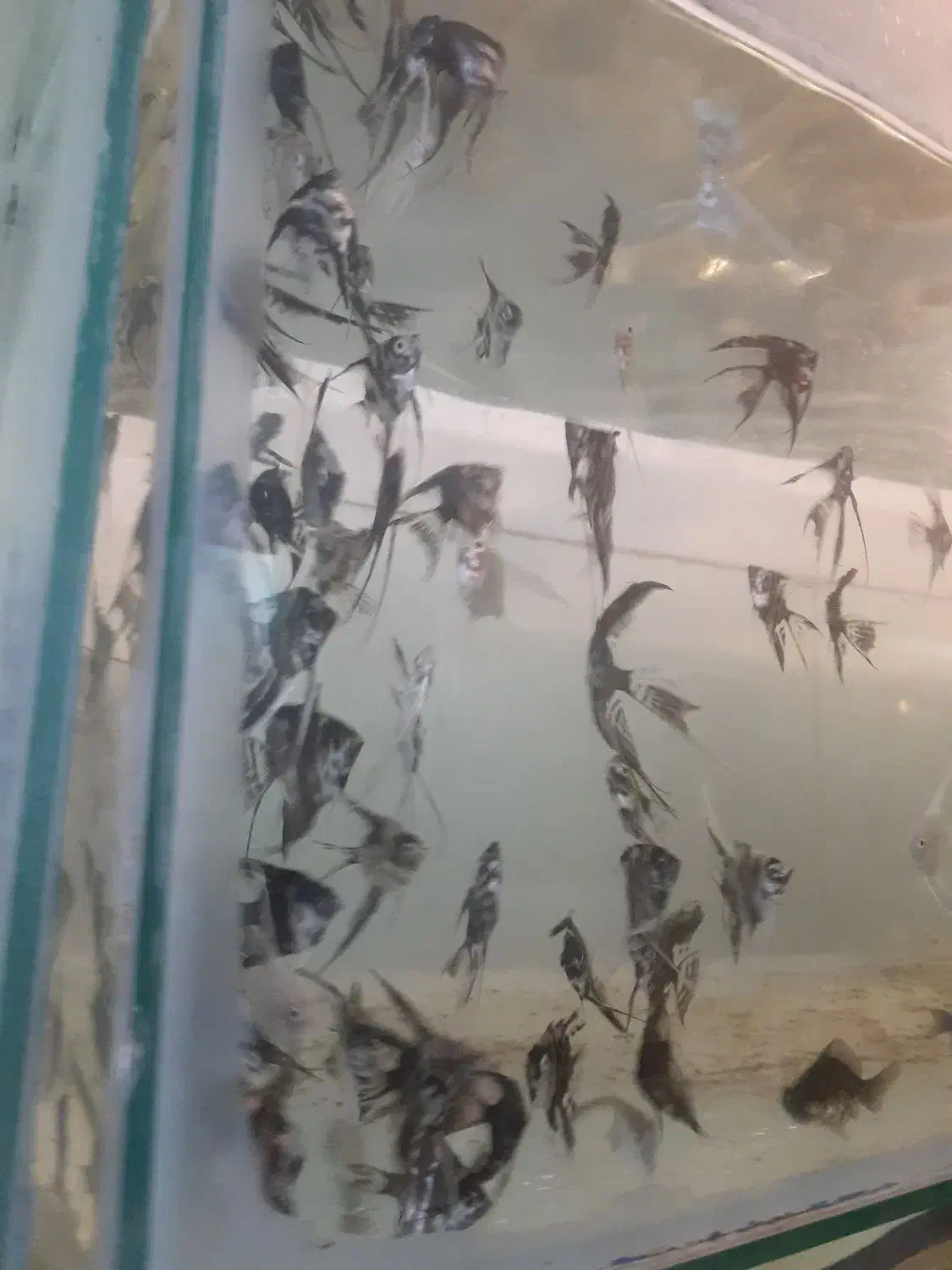 ماهی آنجل و...|ماهی|رباط‌کریم, رباط‌کریم|دیوار