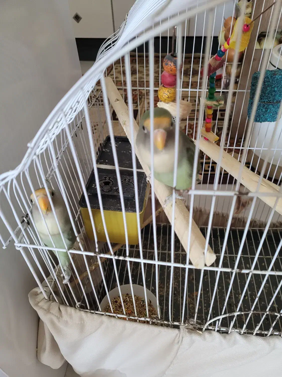 طوطی برزیلی جفت با قفس|پرنده|هشتگرد, ینگی امام|دیوار