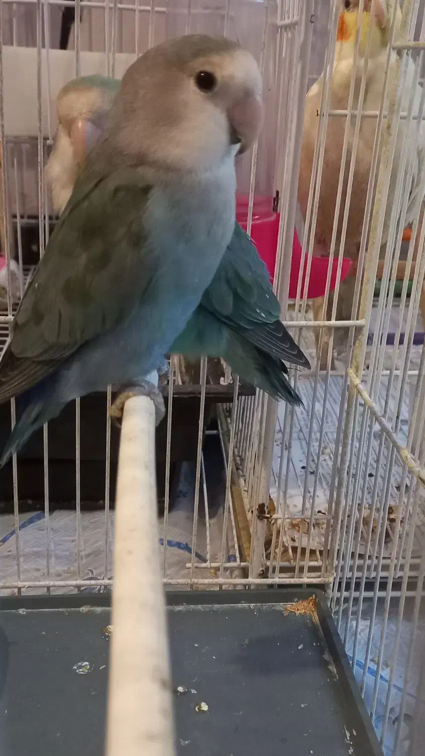 کوتوله خوش رنگ|پرنده|مشهد, نیروی هوایی|دیوار