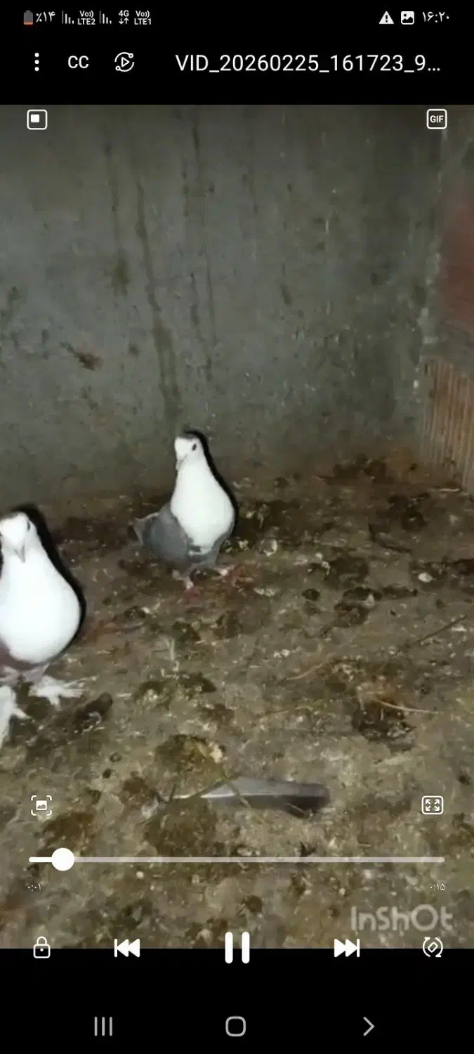 کربلای|پرنده|شیروان (خراسان), |دیوار