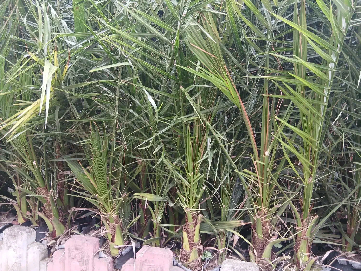 فینیکس|گل و گیاه طبیعی|کلاچای, |دیوار